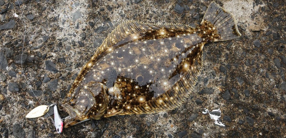 ルアーでねらうヒラメ釣りの基礎：河口や港でのヒラメの釣り方 | 魚